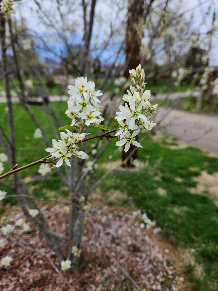 Gardening Diary – March 27 – 28, 2023