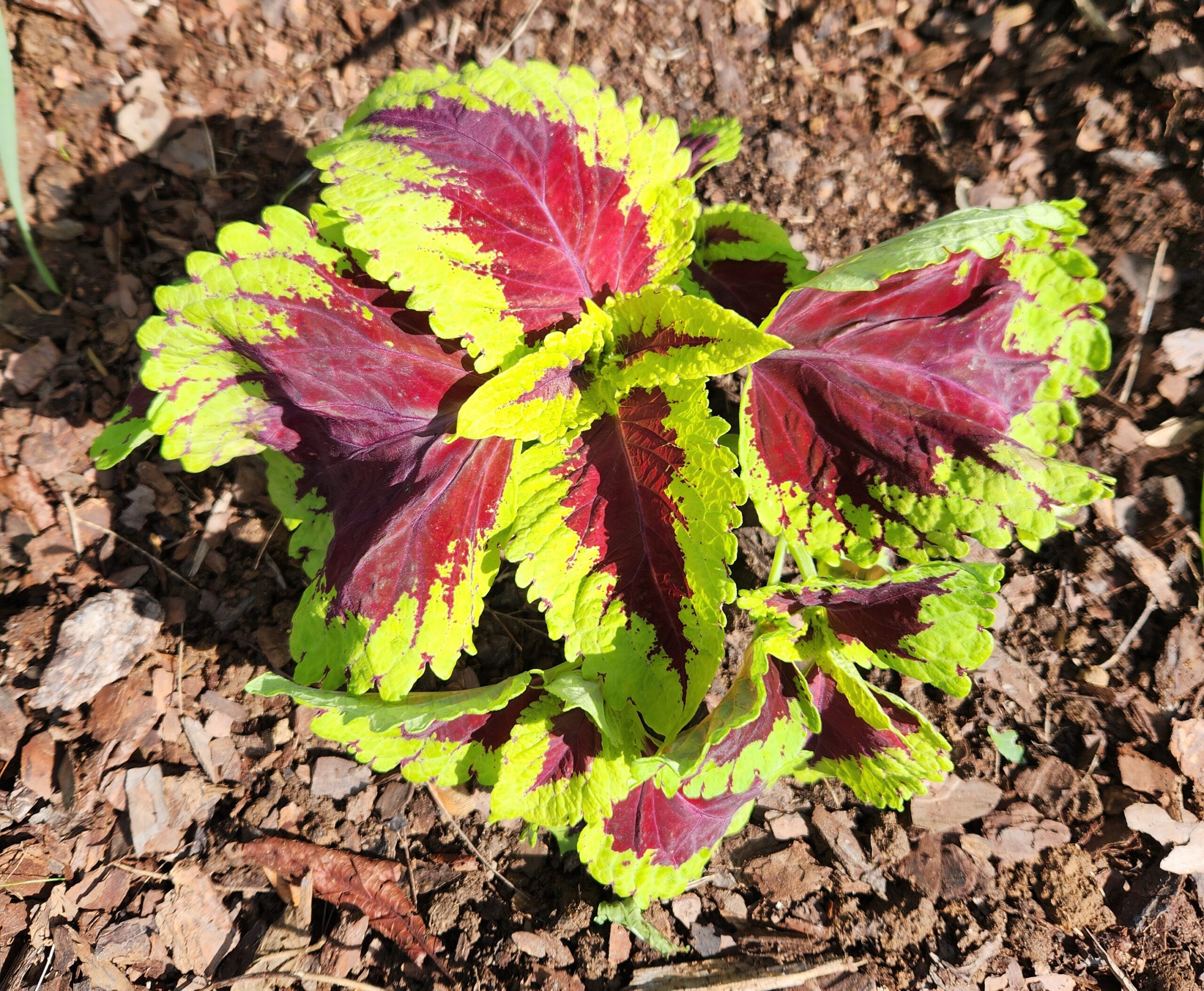 Kong Scarlet Coleus Archives - Sharon and Larry's Blog