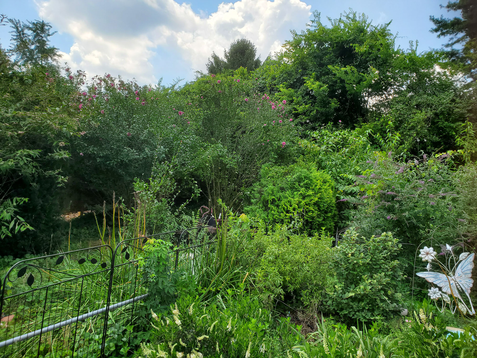 Gardening Diary – July 15, 2021