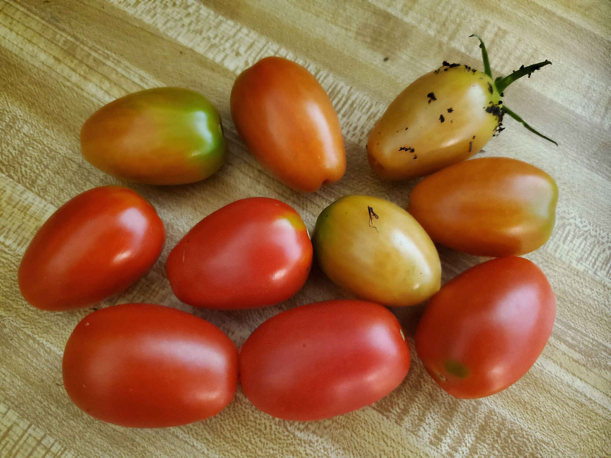 Gardening Diary – July 23, 2021