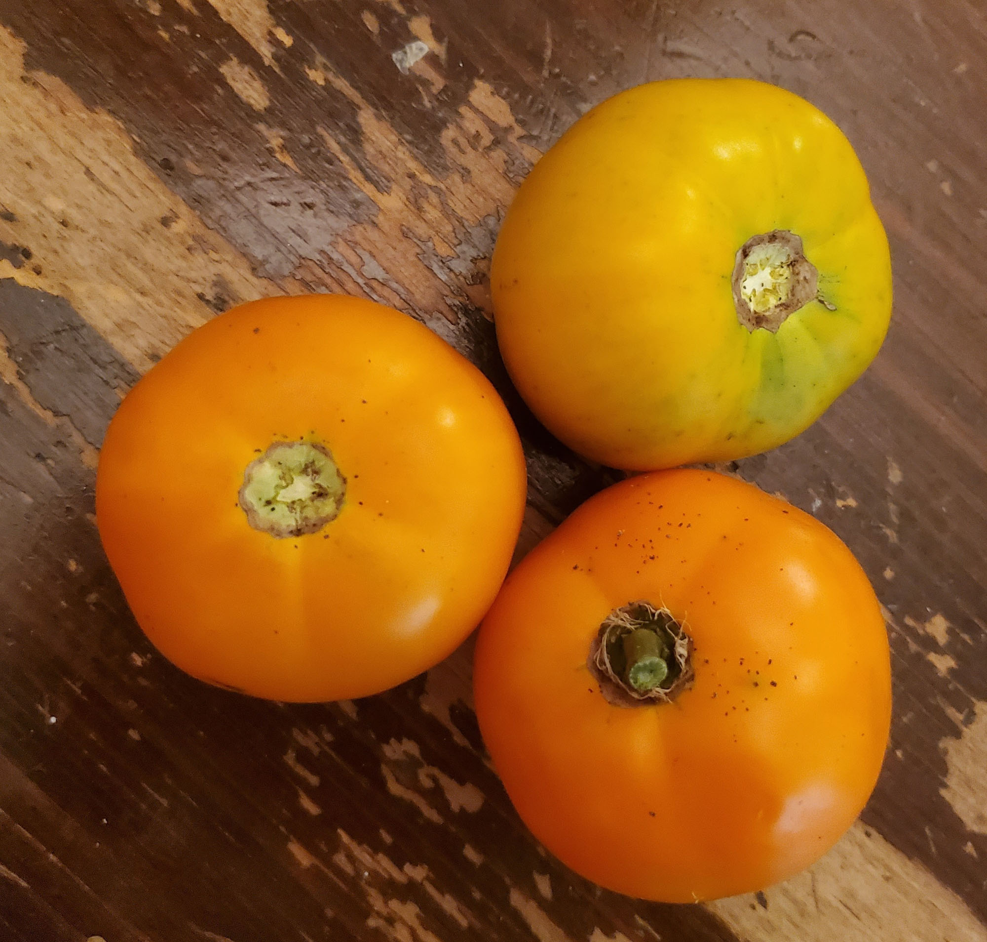 Gardening Diary – September 5, 2021