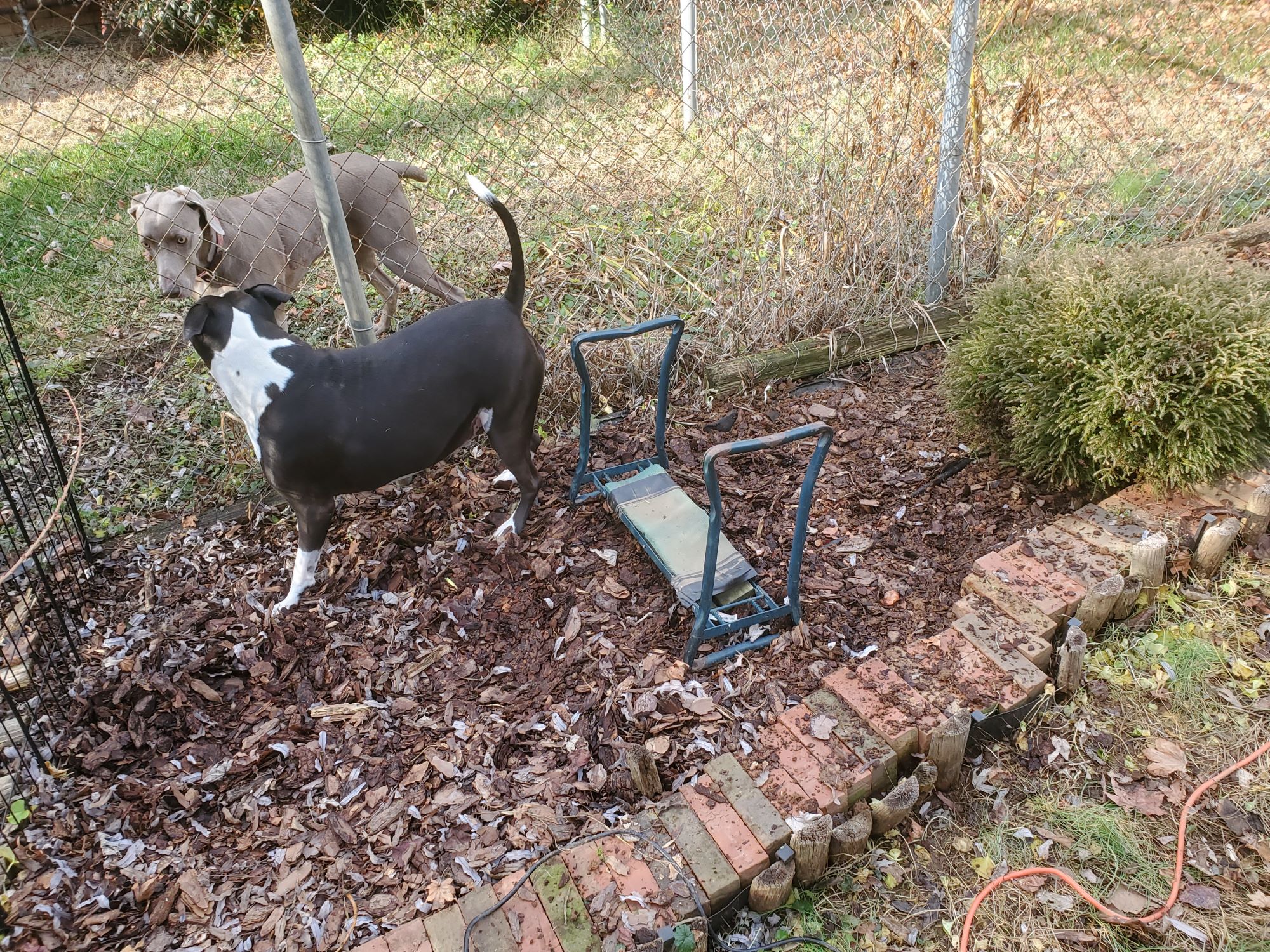 Gardening Diary – December 16, 2021