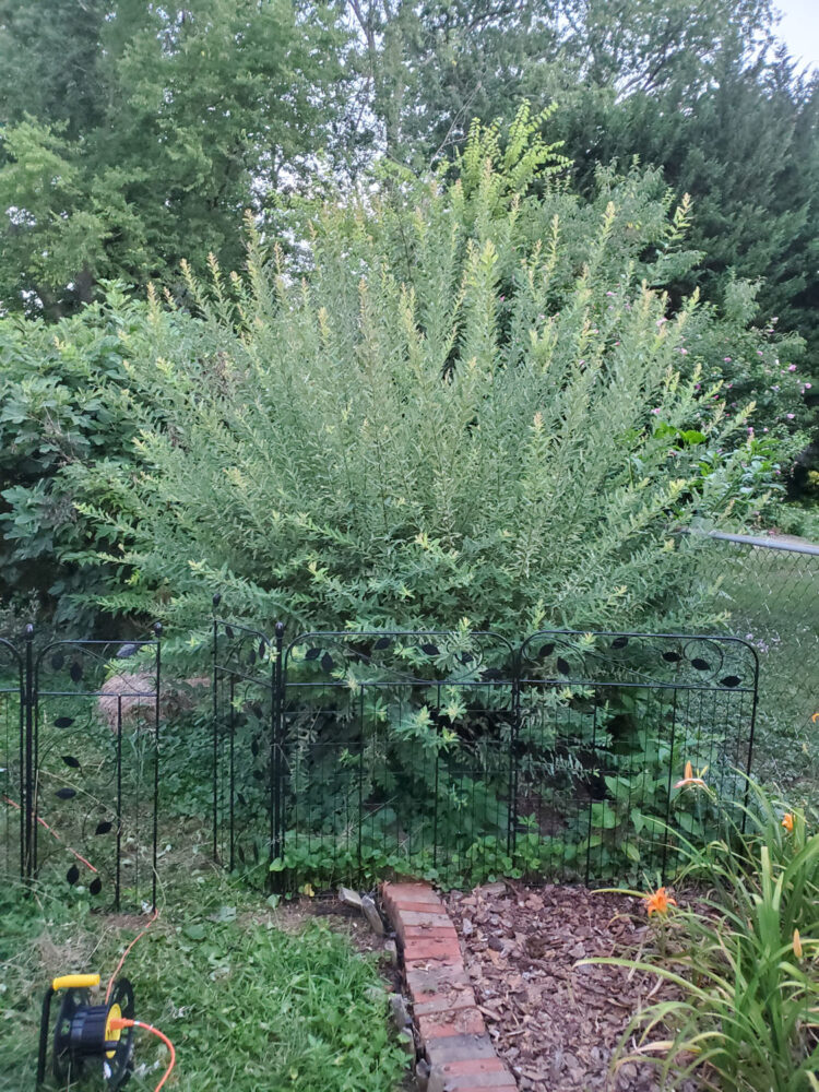 Gardening Diary – July 4, 2022