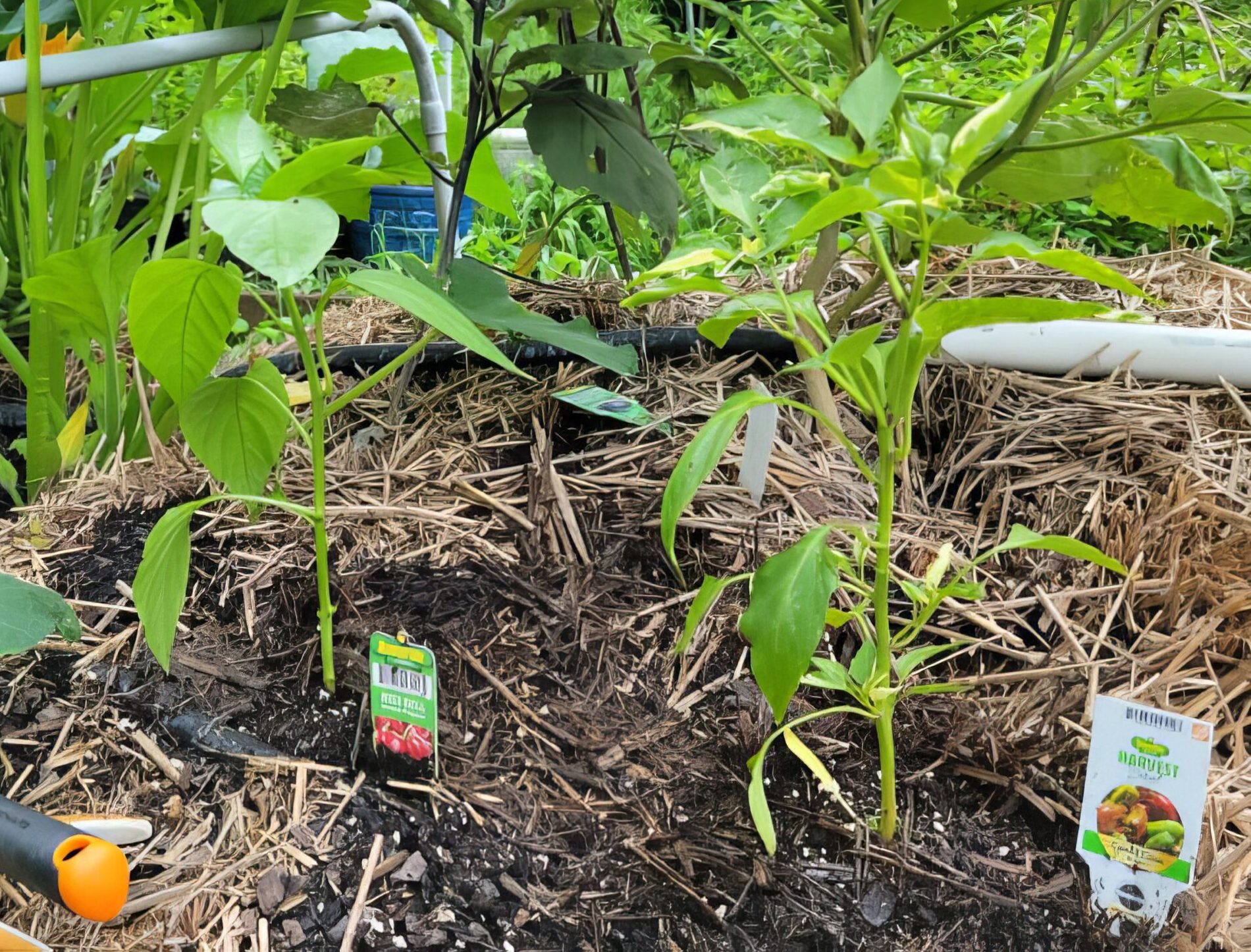 Gardening Diary – July 13, 2021