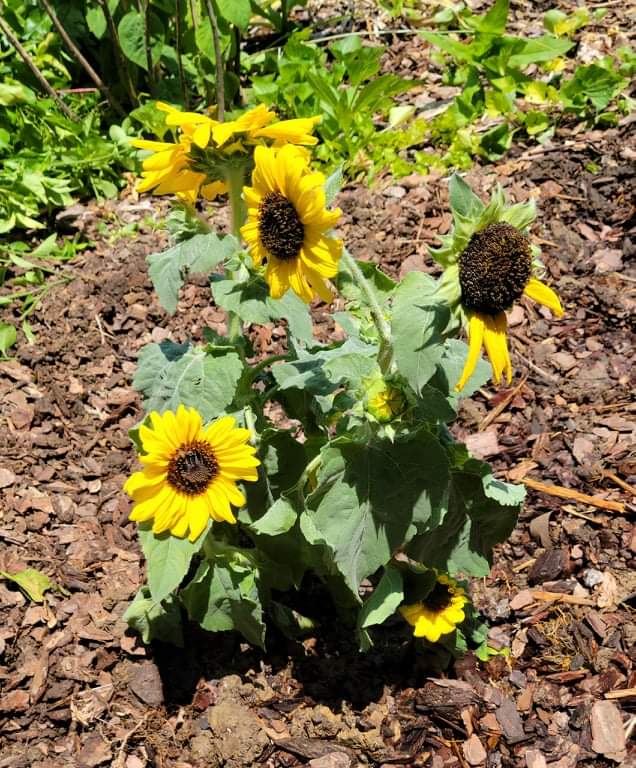 Gardening Diary – June 18, 2021