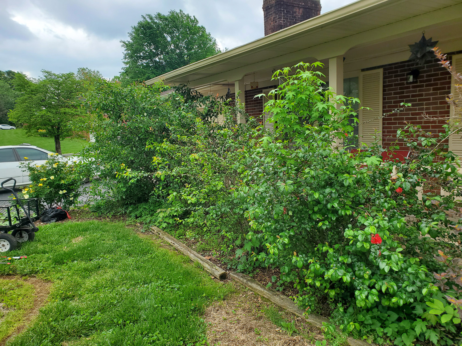 Gardening Diary – May 5, 2020