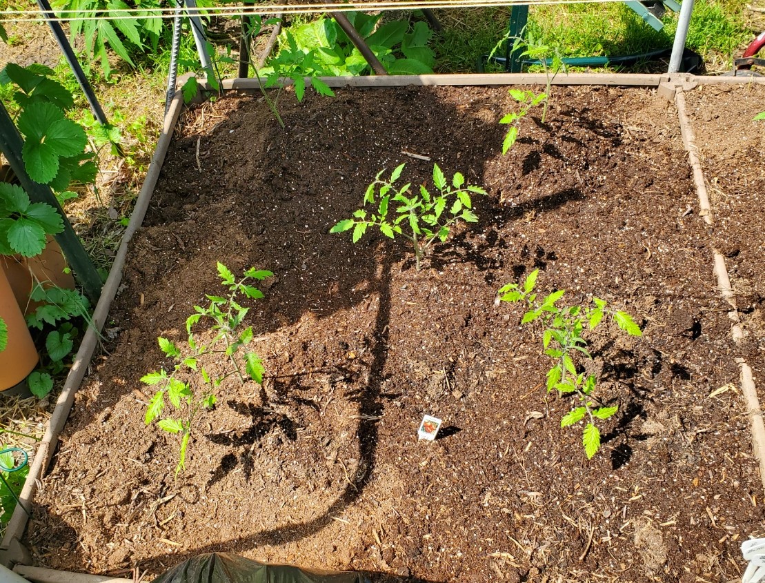 Gardening Diary – May 25, 2020