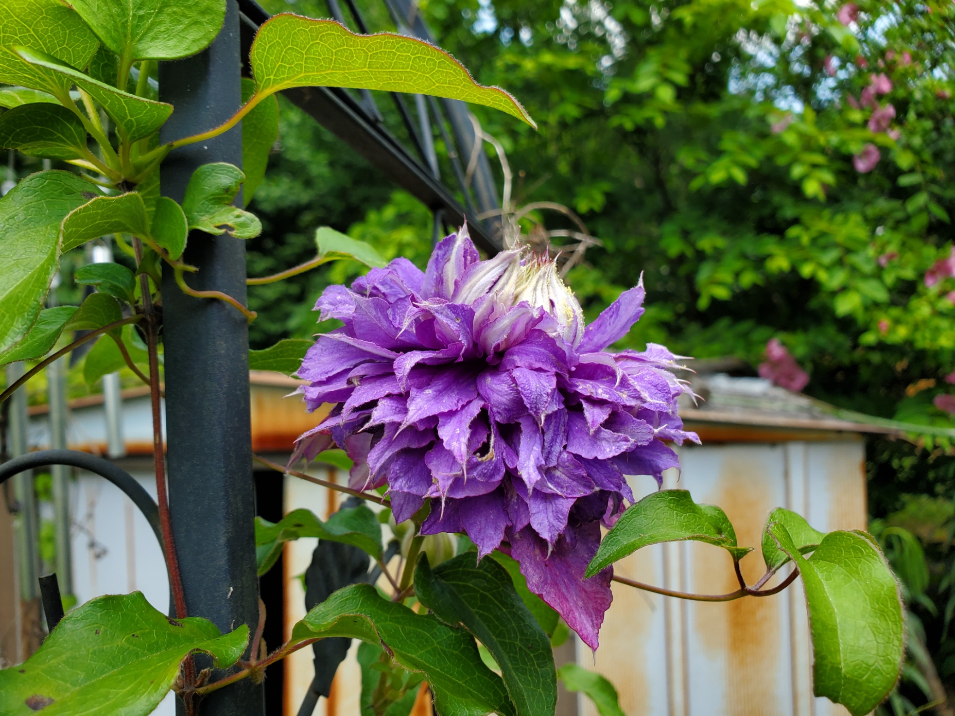 Gardening Diary – June 20, 2020