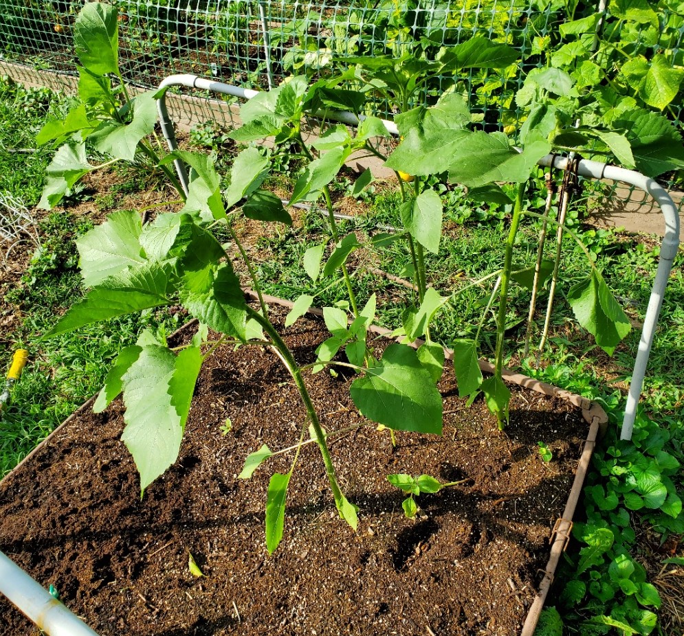 Gardening Diary – July 27, 2020