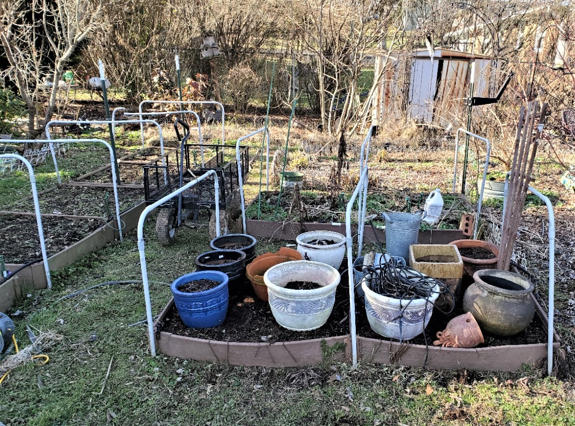 Gardening Diary – January 26, 2021