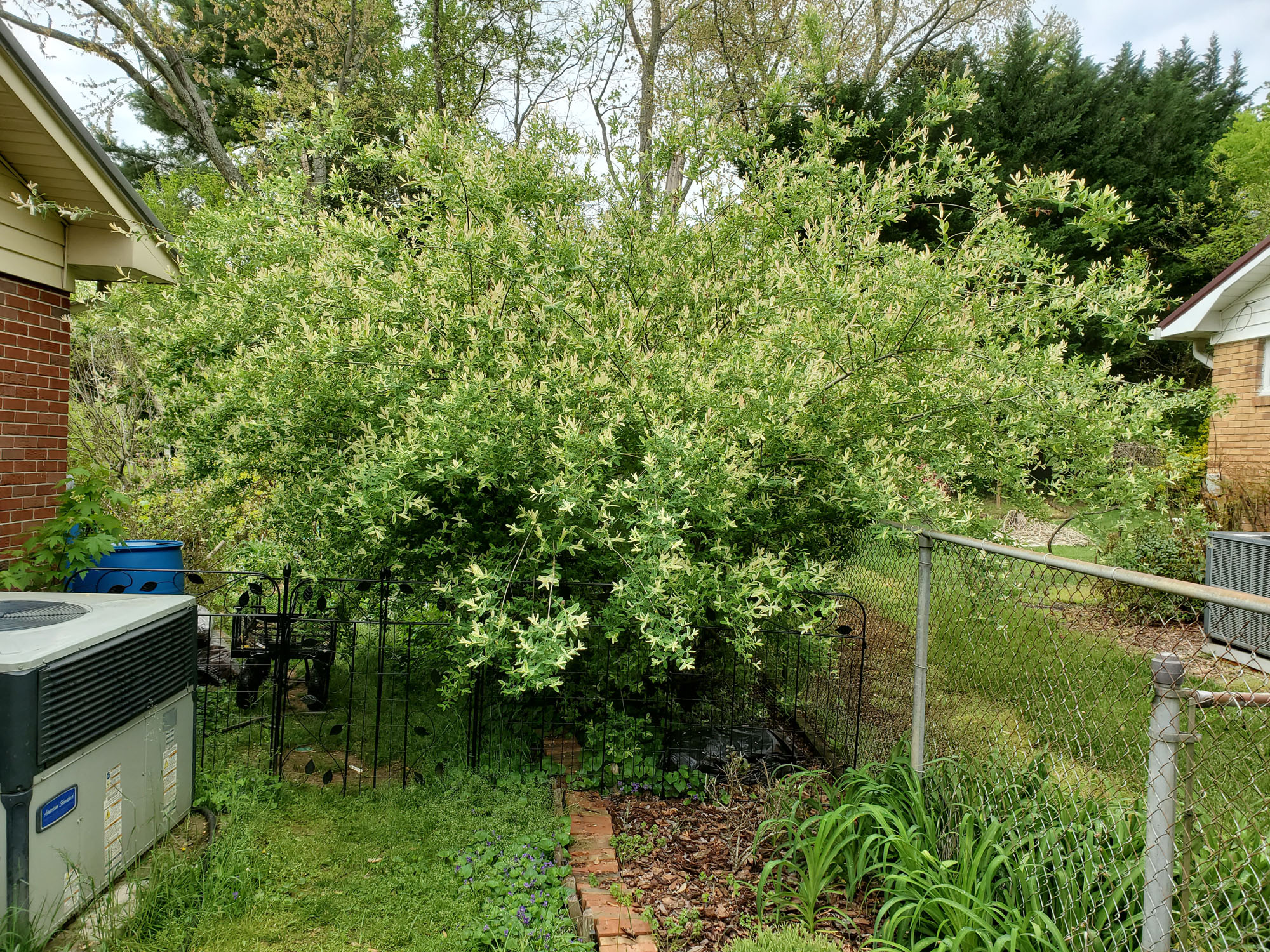 Gardening Diary – April 19, 2021