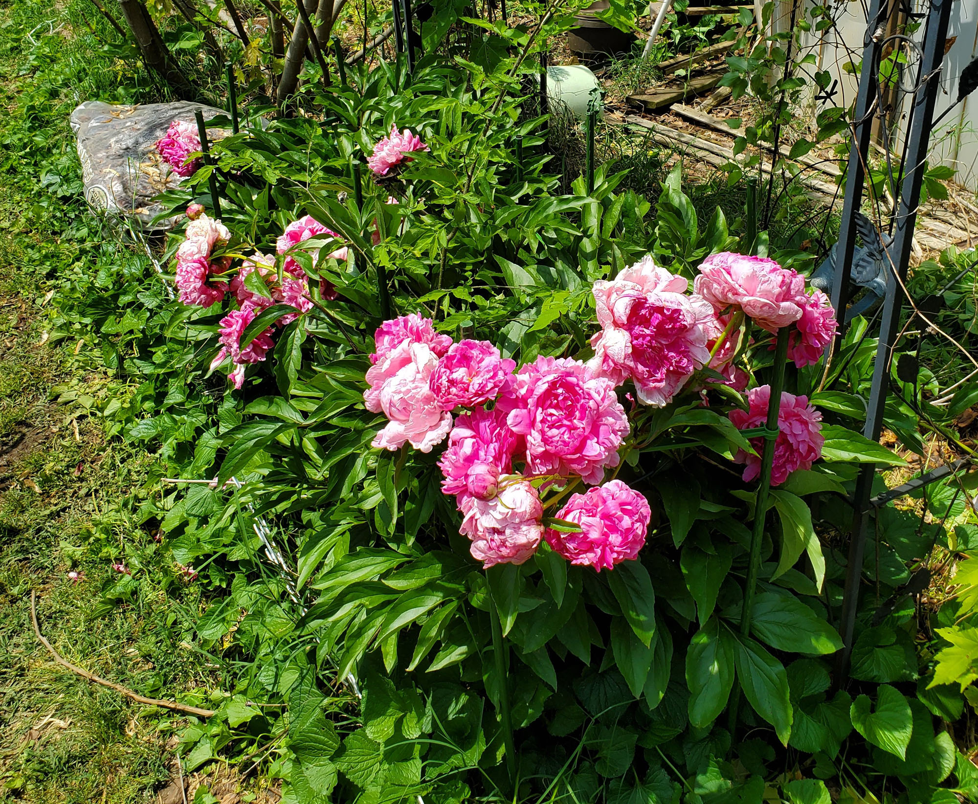 Gardening Diary – May 22, 2021